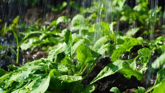 被雨水浇灌蔬菜