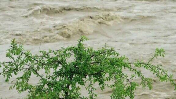 春雨过后树在河中奔流乌克兰喀尔巴阡山