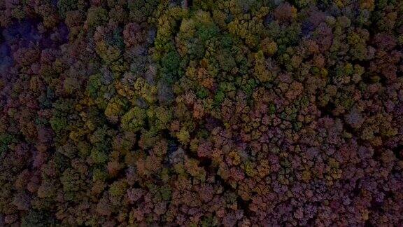 秋天无人机飞过土耳其伊斯坦布尔彩色森林上空