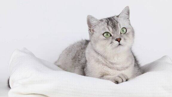 一只绿眼睛的灰猫躺在明亮的背景上喵喵叫