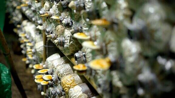 淘金:绿房子里的灵芝蘑菇