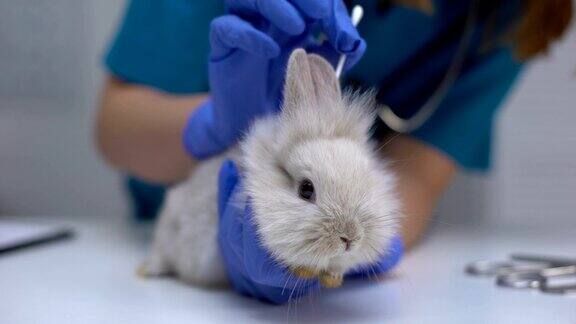 护士用棉签清洁兔耳日常宠物护理卫生程序