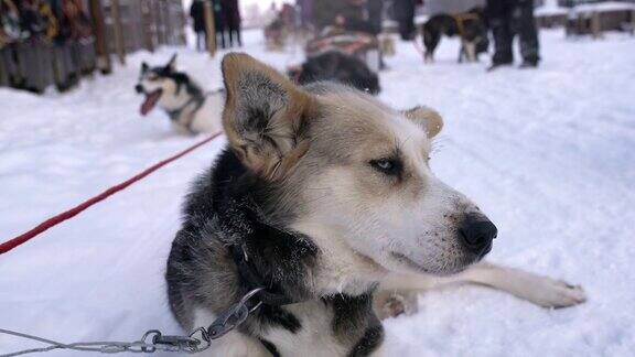 雪橇狗在雪中休息