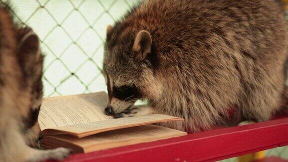 可爱的浣熊读大书动物园小浣熊的学生在学习课本