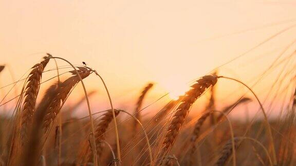 高清多莉:美丽的小麦叶片在日落