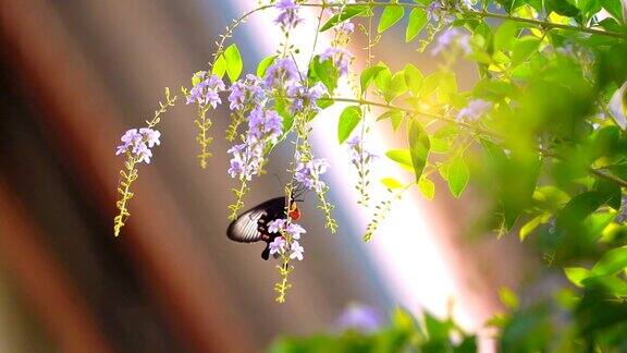 慢镜头蝴蝶在清晨树上的花上飞舞是美丽的大自然