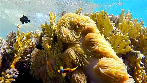 红海埃及的海葵和小丑鱼