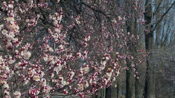 树枝与美丽的白色春天杏花树上以杏花为背景的自然景色植物开花盛开的背景