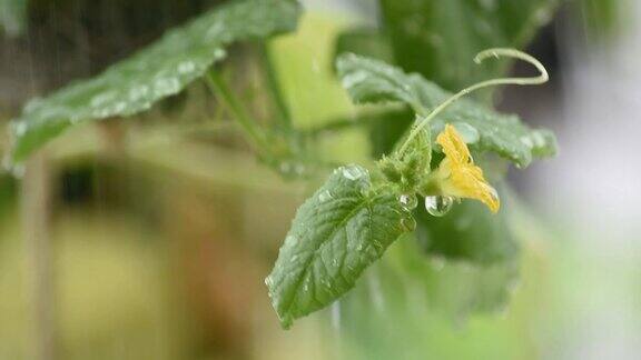 瓜叶黄花水滴在风雨中摆动