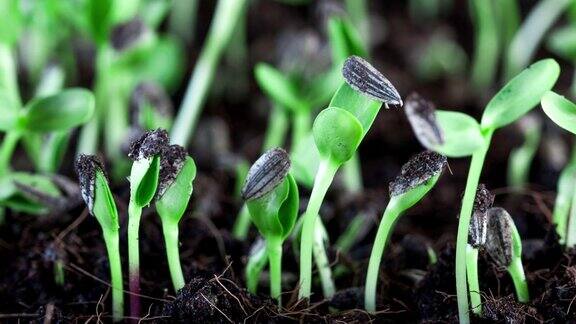 延时向日葵种子植物发芽生长在土壤