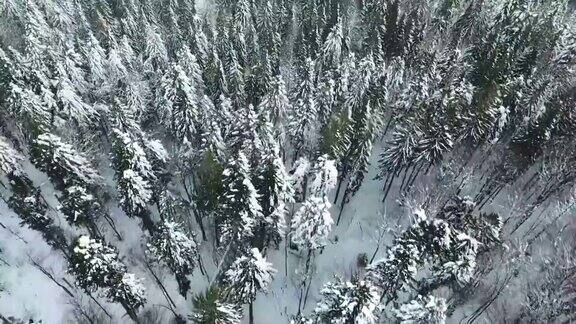鸟瞰图一个冬天被雪覆盖的松林