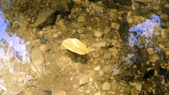 叶子漂浮在水面上