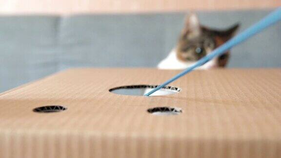 猫在一个有洞的纸板箱附近玩耍