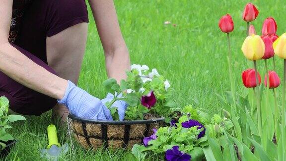 一个年轻的女人在挂盆里种花春天在地里种花