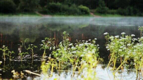 近景的水植物和雾浮在水面上湖森林里美丽的晨光