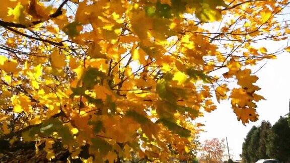 蓝色的天空衬托着黄色的枫叶秋天的风景大自然的鲜艳色彩秋叶季节的细节视频片段阳光明媚的一天天气预报一个好心情以上的观点副本的空间