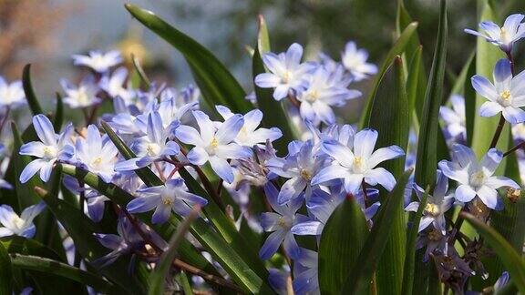 美丽的蓝色雪莲花花园里的迎春花