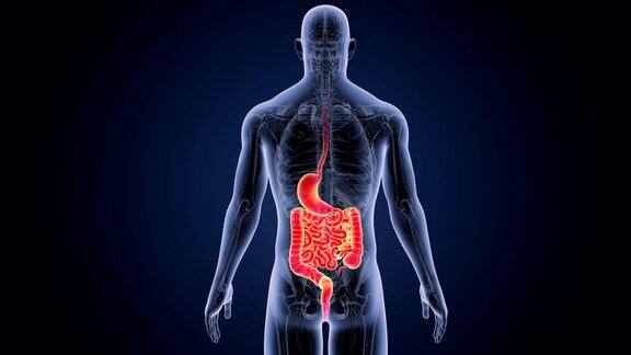 胃和肠与解剖学