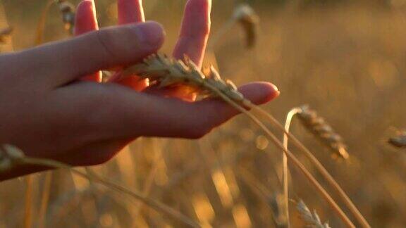 女子用手触摸麦穗
