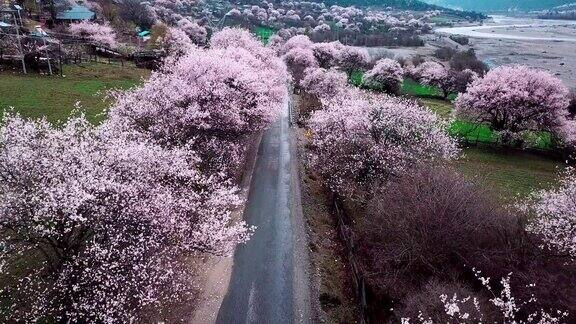 中国西藏林芝的春天桃花季旅游目的地是西藏