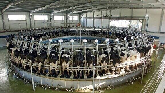 在大型奶牛场的旋转挤奶厅挤奶的奶牛