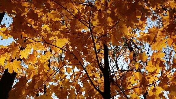 美丽的秋天黄叶-滑动摄影车拍摄