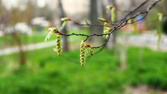 树上挂着耳环春天树上绽开鲜花树上挂着美丽的吊坠树枝上盛开的叶子