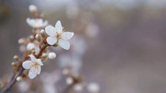 近距离的盛开的樱桃树在春天的风