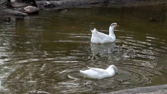 白鸭子游泳