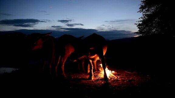 晚上在湖边水牛在湖边休息这段视频是在户外的乡村环境中拍摄的