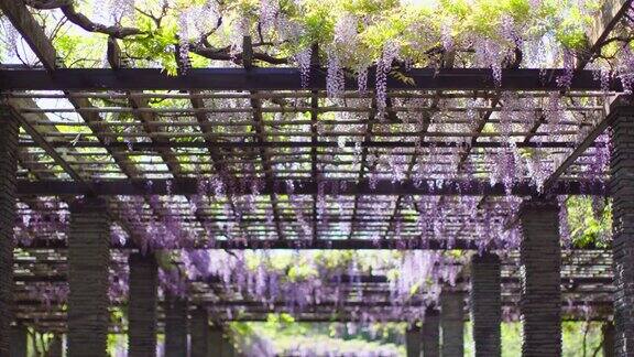 日本紫藤花透视