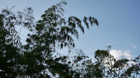 竹枝在风中飘扬
