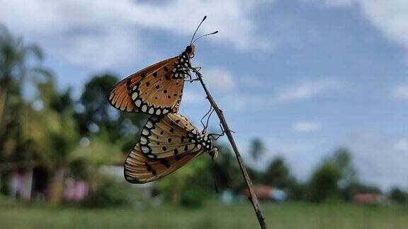 美丽的蝴蝶在干茎上互相交配两只蝴蝶在约会蝴蝶在自然界中生活