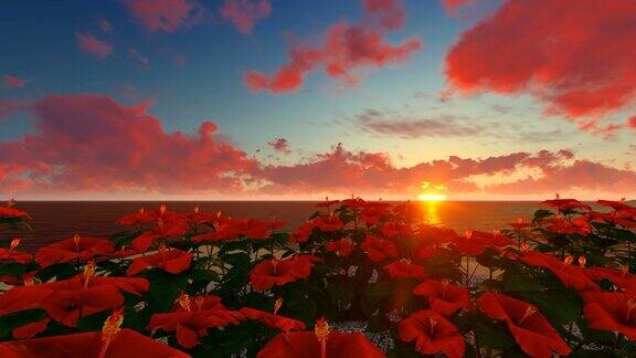 夕阳下海边的红色芙蓉花