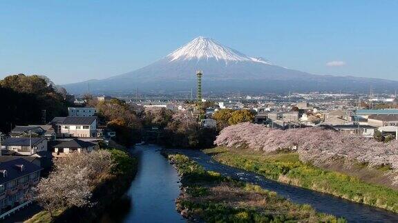 日本静冈县的富士山和樱花景观