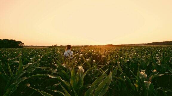 戴着帽子的男孩走在阳光明媚田园诗般的乡村玉米地里实时拍摄