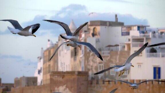海鸥在摩洛哥的Essaouira附近飞行