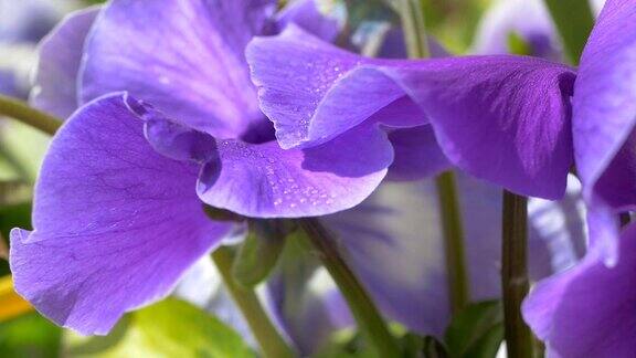 带露珠的三色堇紫色花朵