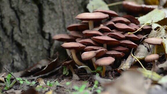 森林中的一种蘑菇特写秋天的背景蘑菇生长森林蘑菇