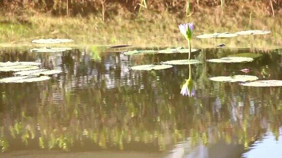 莲花湖