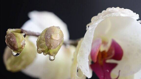 兰花科白色的兰花在黑色的背景水滴落在花上