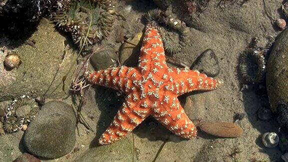太平洋潮汐池中的橙色海星