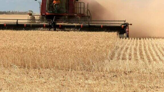 近距离收获小麦