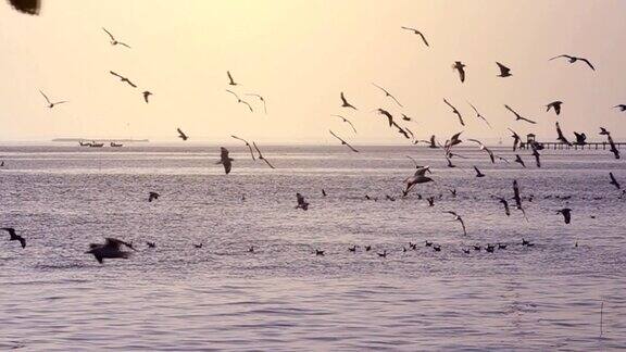日落时分海鸥在海边飞翔颜色分级