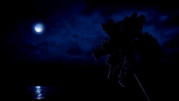 月光照亮海边的棕榈树