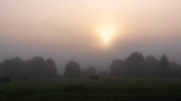 日出时森林里有雾间隔拍摄