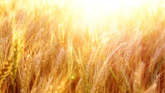 小麦在日落