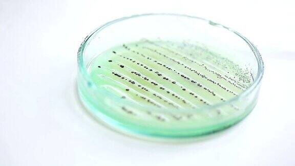 皮氏培养皿中的菌落科学背景