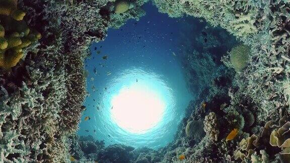 水下的珊瑚礁和热带鱼菲律宾