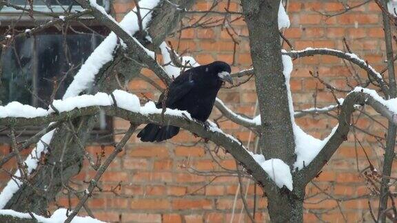 下雪时一只白嘴鸦坐在树枝上生气了(乌鸦)